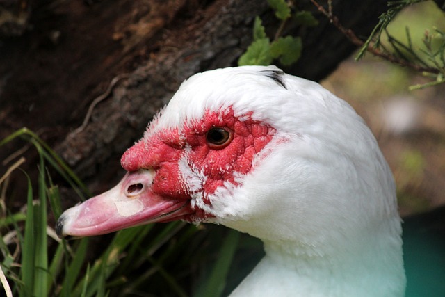 为球队带来 为球队带来